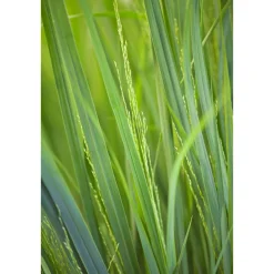 Ruten-Hirse Topf- Durchmesser 23 cm ^ Plantiflor Best
