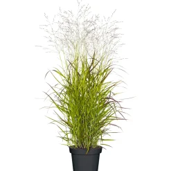 Ruten-Hirse Topf- Durchmesser 23 cm ^ Plantiflor Best