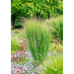 Ruten-Hirse Topf- Durchmesser 23 cm ^ Plantiflor Best