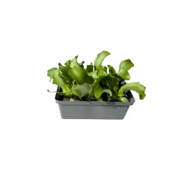 Salatjungpflanze Eissalat 6er-Tray ^ Plantiflor Online