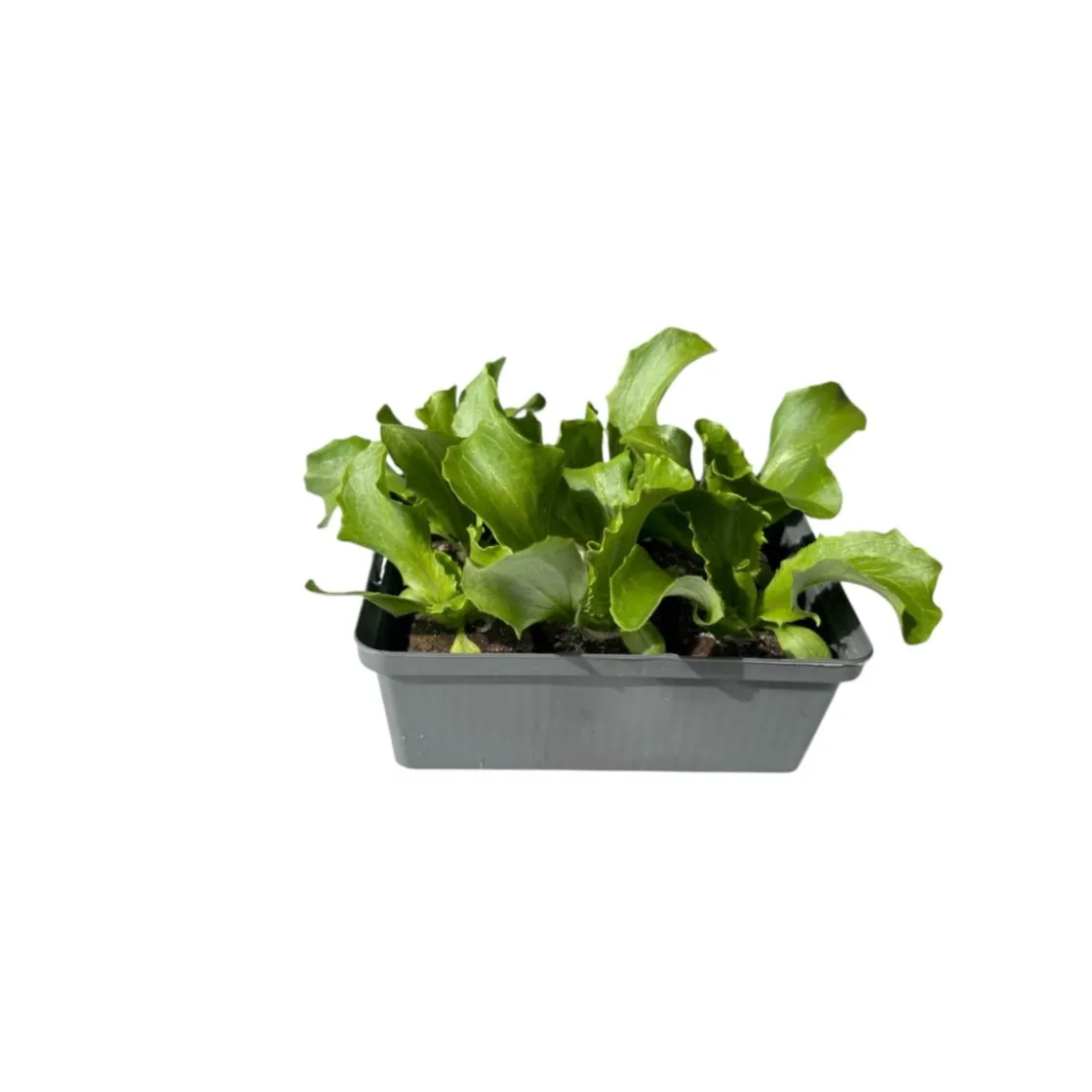 Salatjungpflanze Eissalat 6er-Tray ^ Plantiflor Online