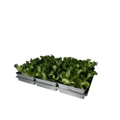 Salatjungpflanze Eissalat 6er-Tray ^ Plantiflor Online
