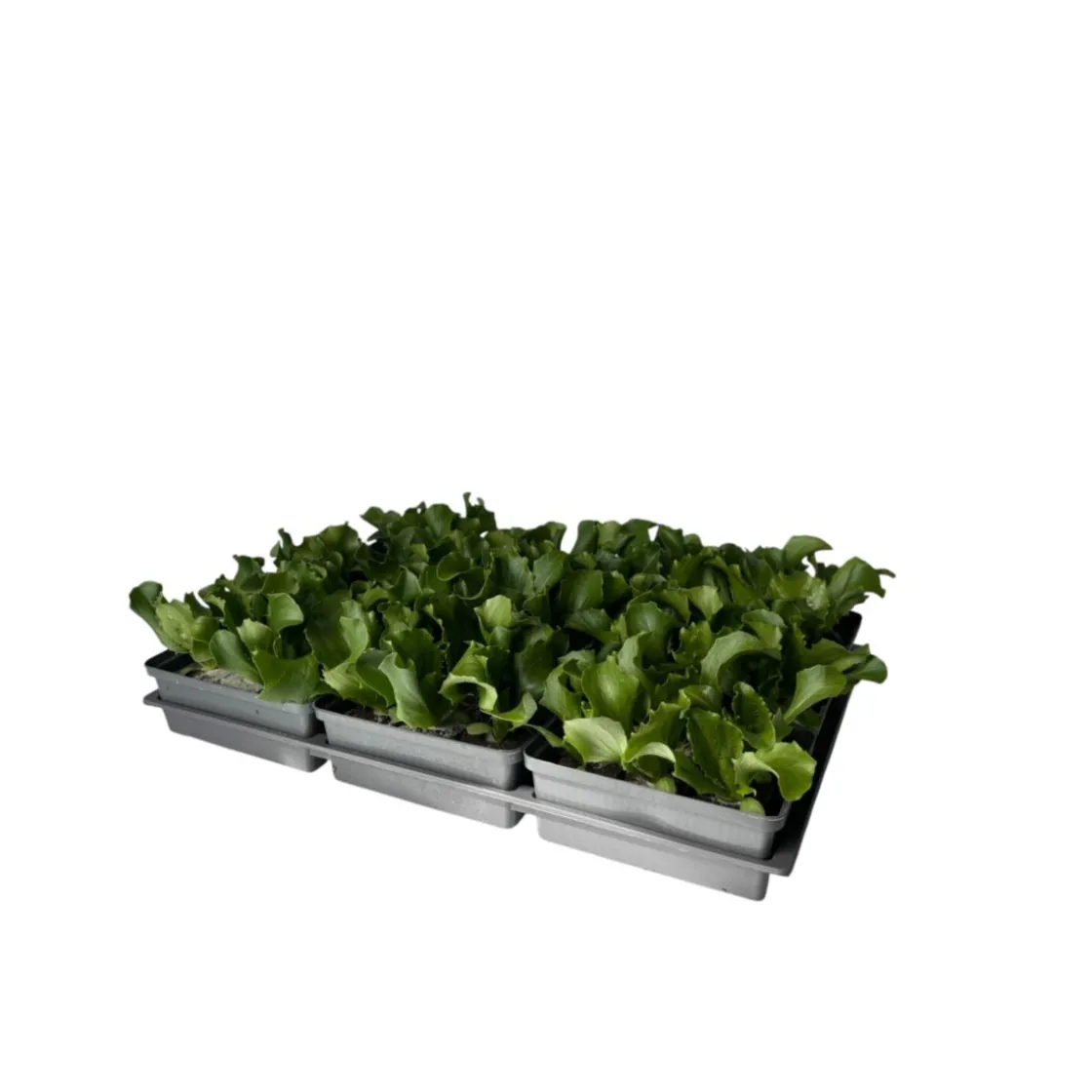Salatjungpflanze Eissalat 6er-Tray ^ Plantiflor Online