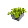 Salatjungpflanze Eichblatt 6er-Tray ^ Plantiflor Outlet