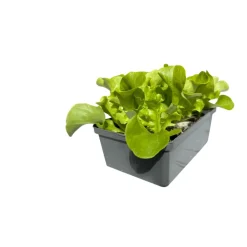 Salatjungpflanze Eichblatt 6er-Tray ^ Plantiflor Outlet