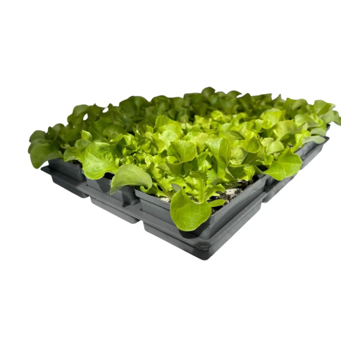Salatjungpflanze Eichblatt 6er-Tray ^ Plantiflor Outlet