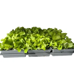 Salatjungpflanze Eichblatt 6er-Tray ^ Plantiflor Outlet