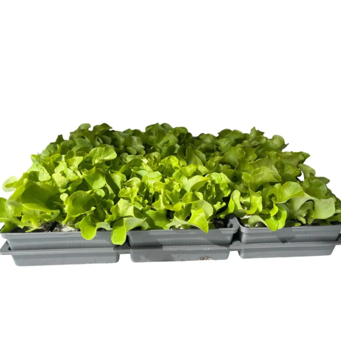 Salatjungpflanze Eichblatt 6er-Tray ^ Plantiflor Outlet
