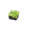 Salatjungpflanze Lollo Bionda 6er-Pack ^ Plantiflor Best