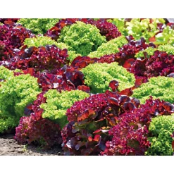 Salatjungpflanze Lollo Bionda 6er-Pack ^ Plantiflor Best