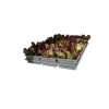 Salatjungpflanze Rotkäppchen 6er-Tray ^ Plantiflor