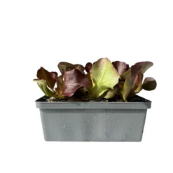 Salatjungpflanze Rotkäppchen 6er-Tray ^ Plantiflor
