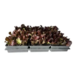 Salatjungpflanze Rotkäppchen 6er-Tray ^ Plantiflor