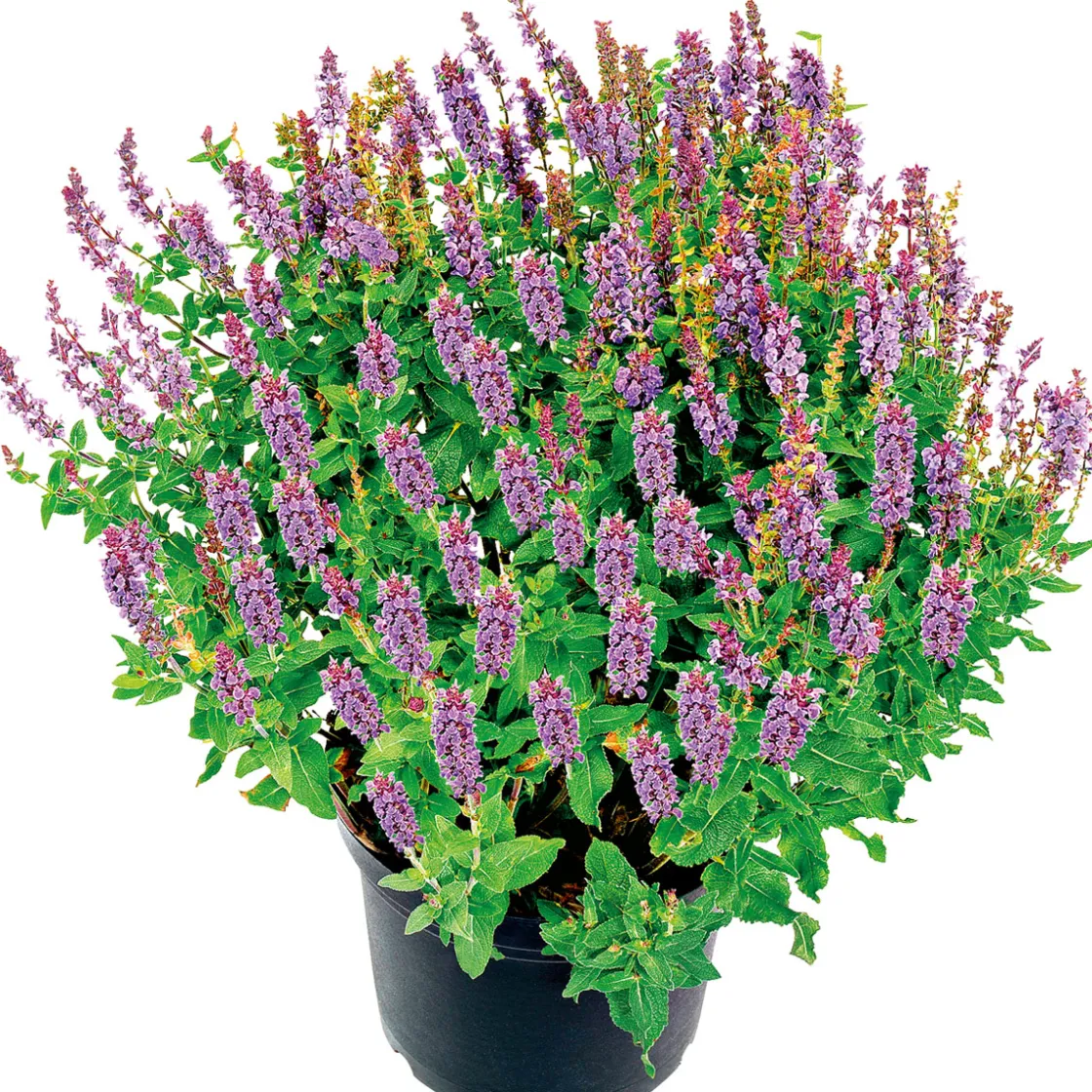 Salbei T14 ^ Plantiflor Outlet