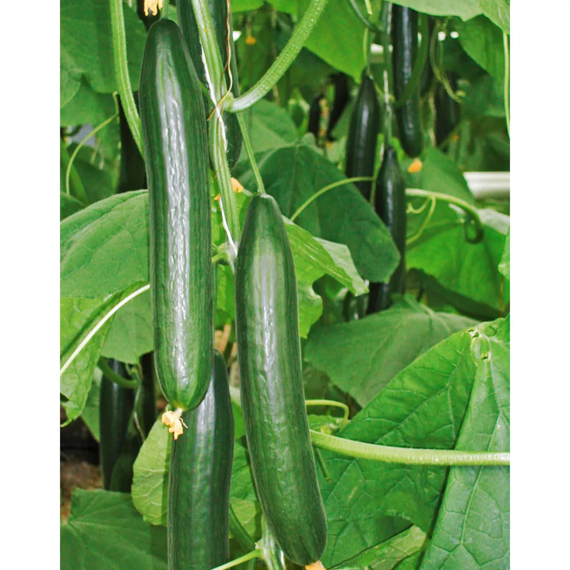 Schlangengurke plastikfrei Topf 12 cm ^ Plantiflor Online