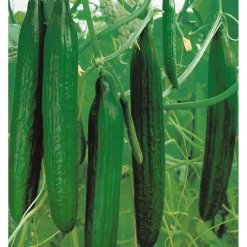 Schlangengurke plastikfrei Topf 12 cm ^ Plantiflor Online