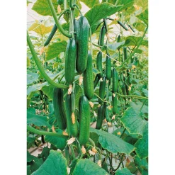 Schlangengurke plastikfrei Topf 12 cm ^ Plantiflor Online