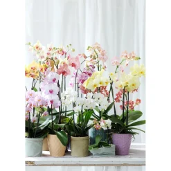 Schmetterlings-Orchidee 3-Trieber Topf Durchmesser 12 cm ^ Plantiflor Outlet