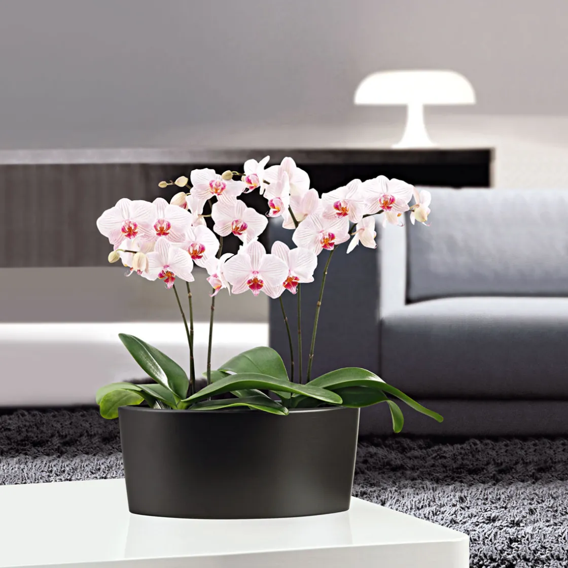 Schmetterlingsorchidee Topf- Durchmesser 9 cm ^ Plantiflor Hot