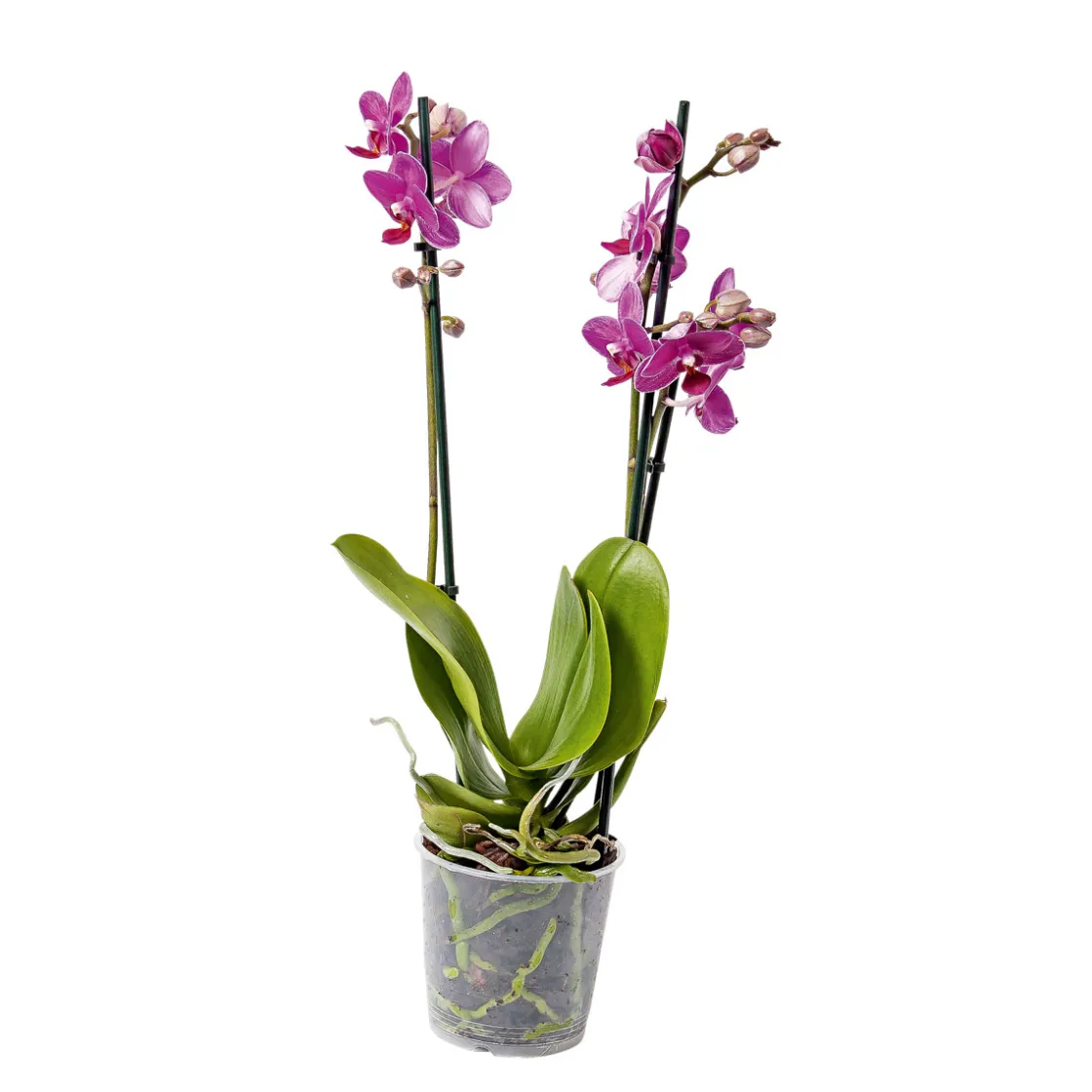 Schmetterlingsorchidee Topf- Durchmesser 9 cm ^ Plantiflor Hot