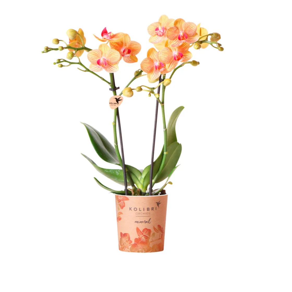 Schmetterlingsorchidee Topf- Durchmesser 9 cm ^ Plantiflor Hot