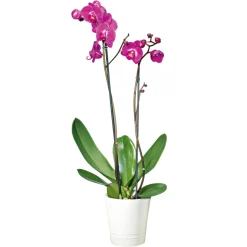 Schmetterlingsorchidee Topf Durchmesser 12 cm ^ Plantiflor Clearance