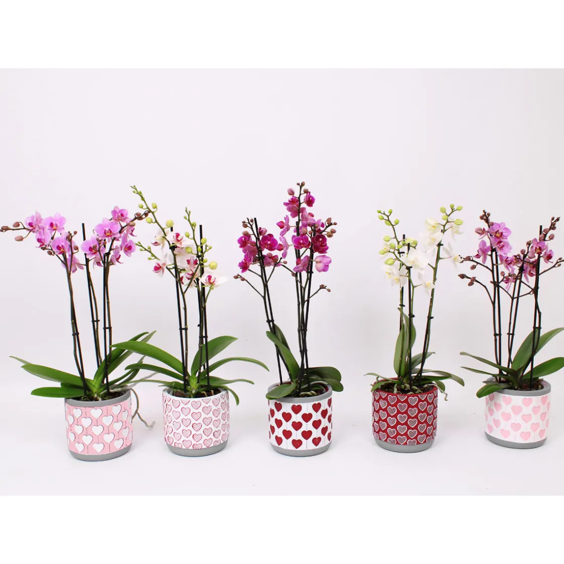 Schmetterlingsorchidee 3-Triebe Topf- Durchmesser 12 cm ^ Plantiflor