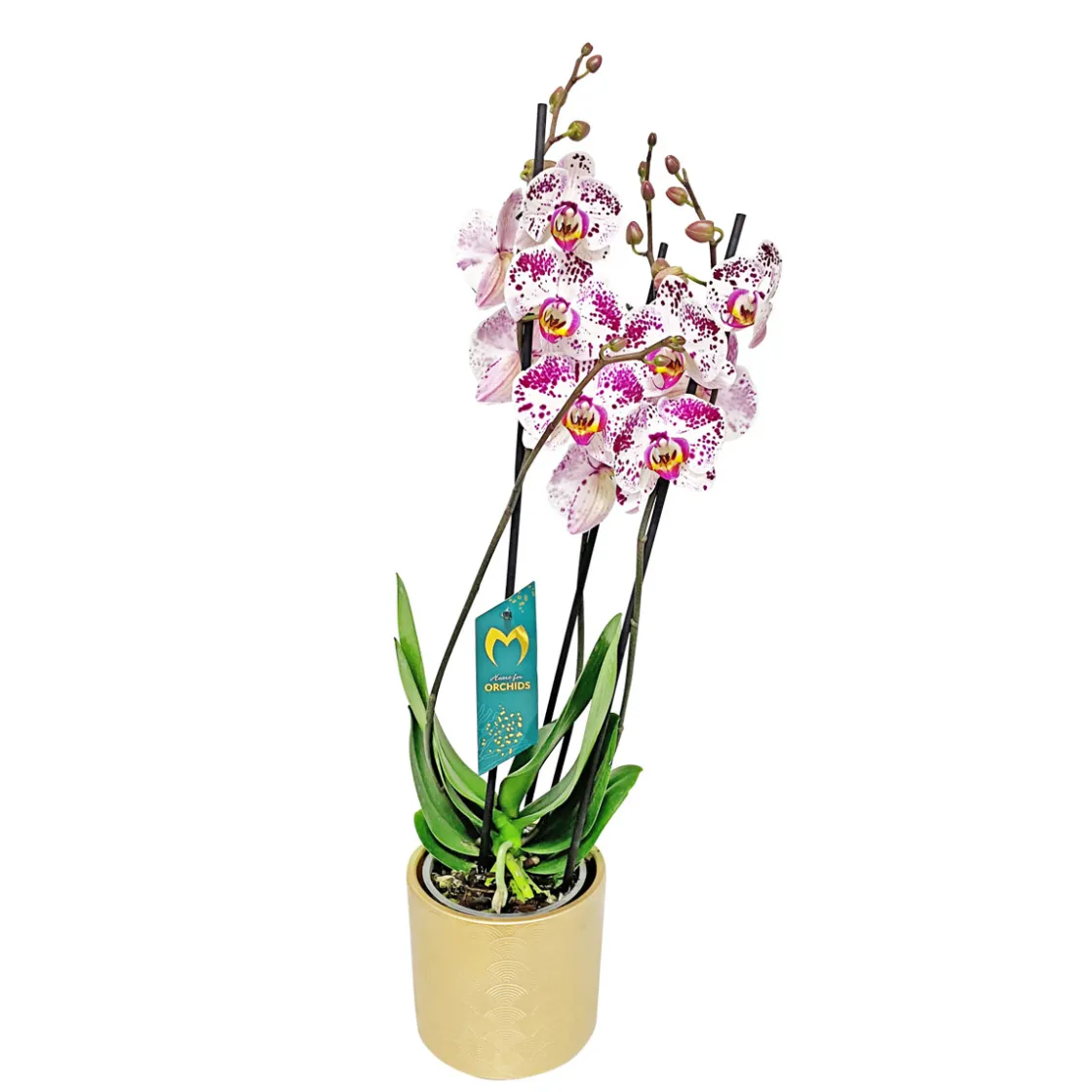 Schmetterlingsorchidee in Keramik Topf- Durchmesser 12 cm ^ Plantiflor Hot