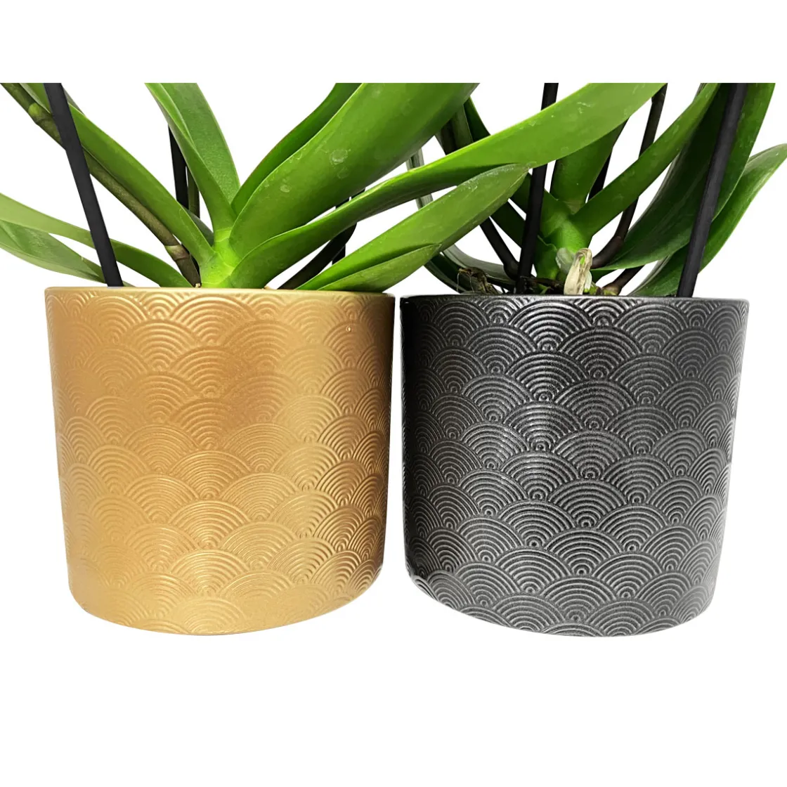 Schmetterlingsorchidee in Keramik Topf- Durchmesser 12 cm ^ Plantiflor Hot