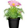 Schmuckkörbchen Topf Durchmesser 13 cm ^ Plantiflor Best