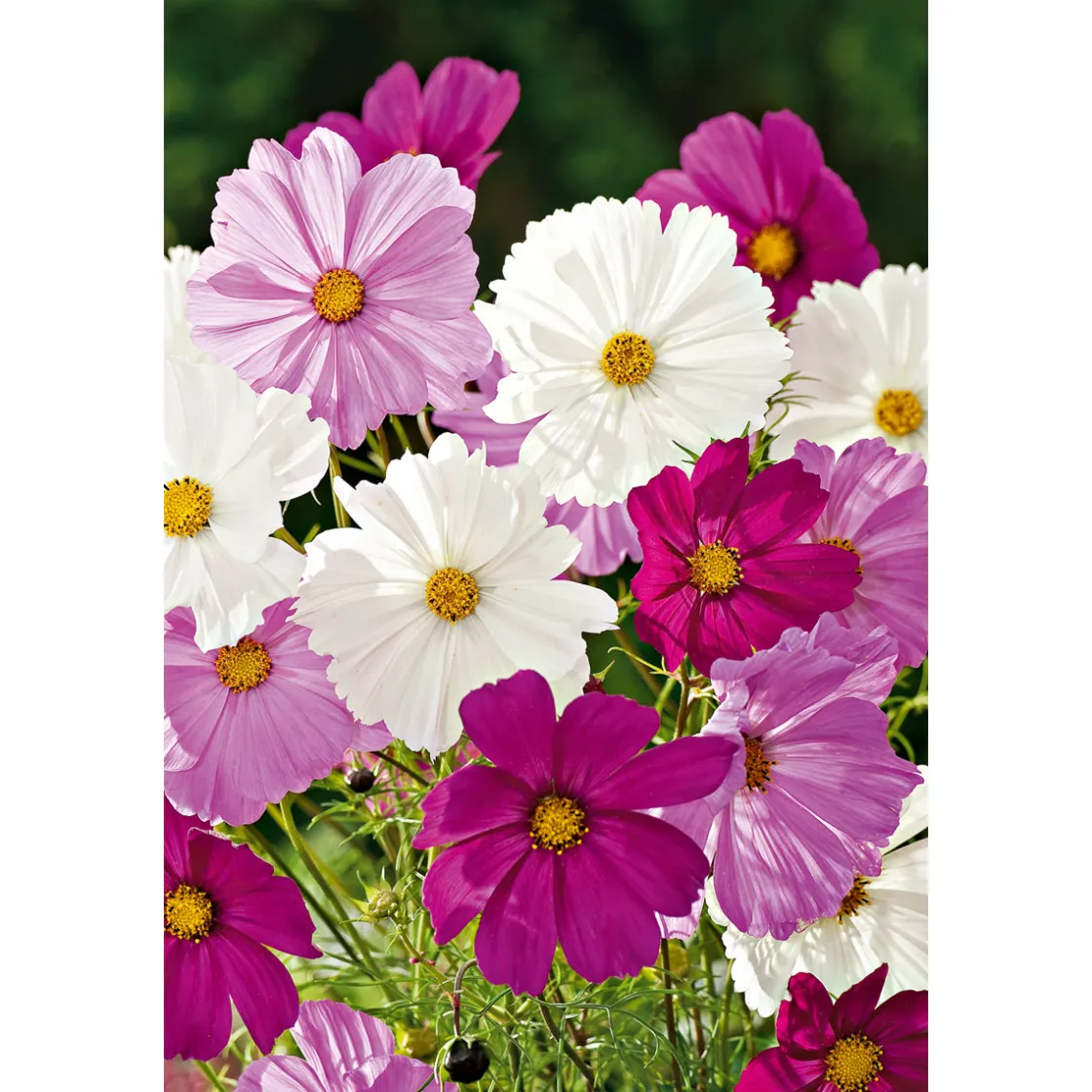 Schmuckkörbchen Topf Durchmesser 13 cm ^ Plantiflor Best