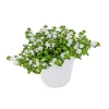 Schneeflockenblume T13 ^ Plantiflor Discount
