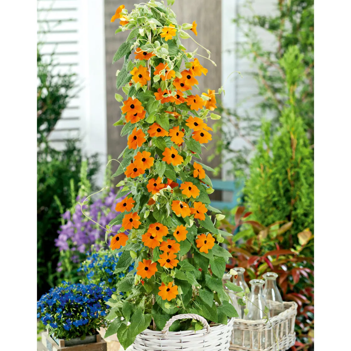 Schwarzäugige Susanne Topf Durchmesser 12 cm ^ Plantiflor Hot