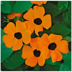 Schwarzäugige Susanne Topf Durchmesser 12 cm ^ Plantiflor Hot