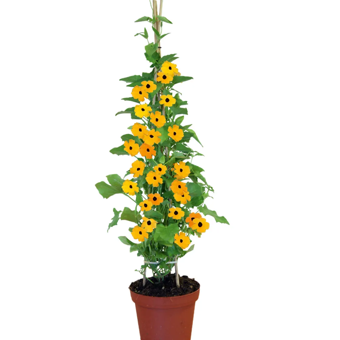 Schwarzäugige Susanne Topf Durchmesser 12 cm ^ Plantiflor Hot