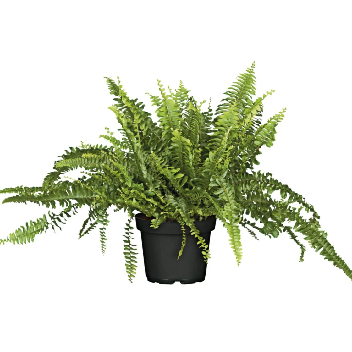 Schwertfarn 35-40 cm T12/13 ^ Plantiflor Hot