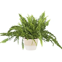 Schwertfarn 35-40 cm T12/13 ^ Plantiflor Hot