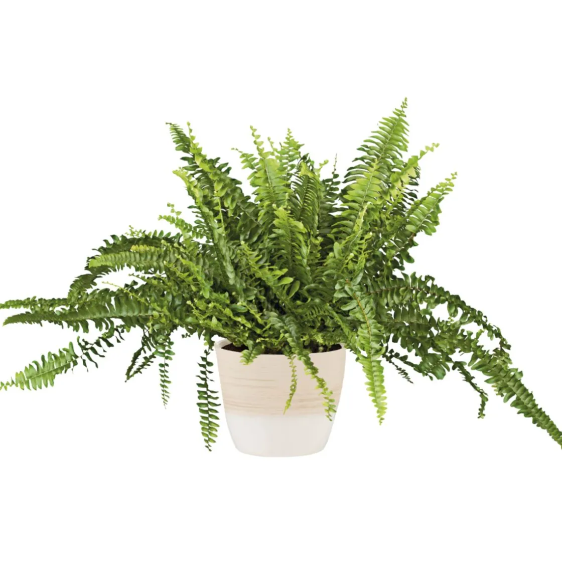 Schwertfarn 35-40 cm T12/13 ^ Plantiflor Hot