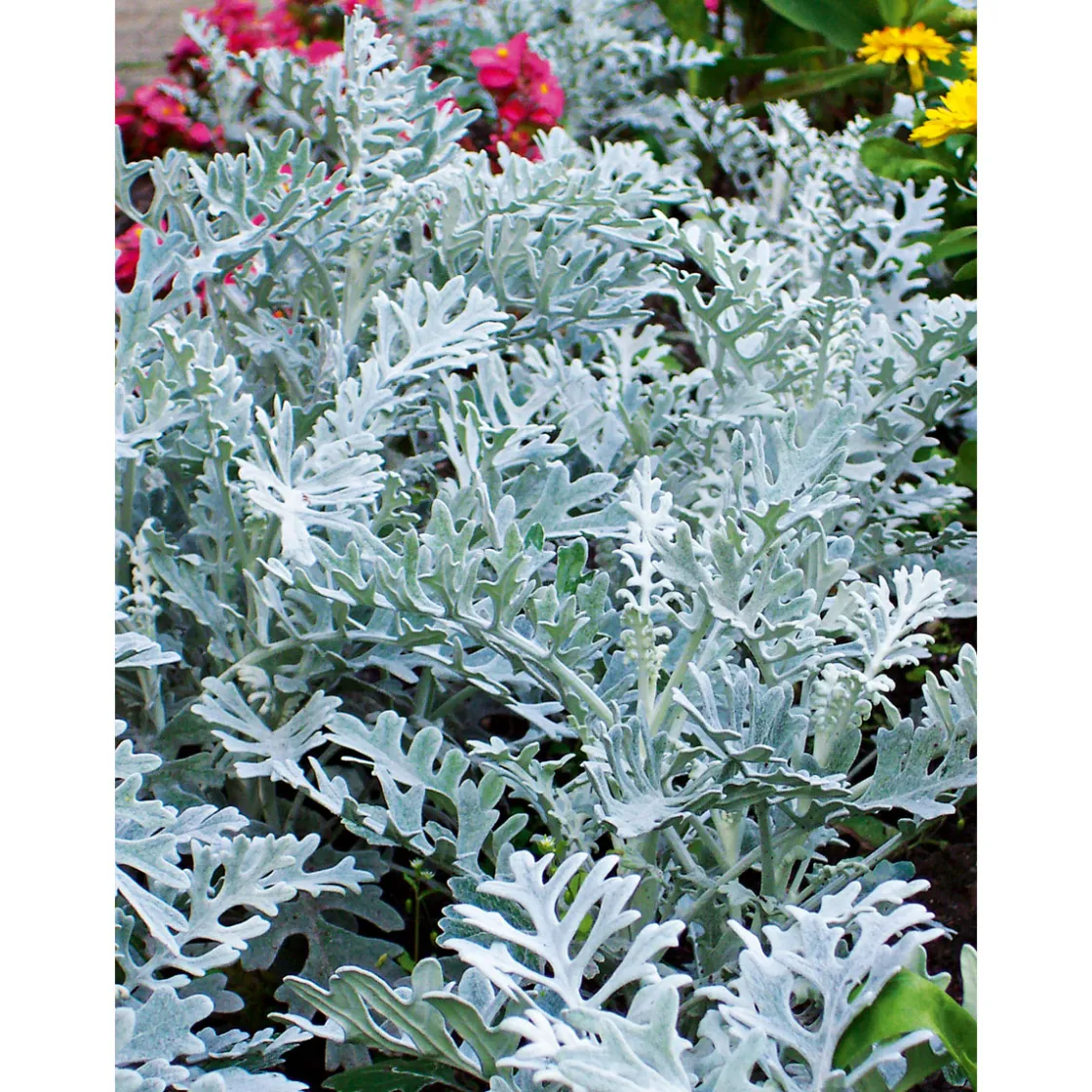 Silberblatt Topf Durchmesser 9 cm ^ Plantiflor Discount