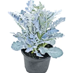 Silberblatt Topf Durchmesser 9 cm ^ Plantiflor Discount