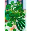 Snackgurke, Topf Ø 12 cm ^ Plantiflor Hot