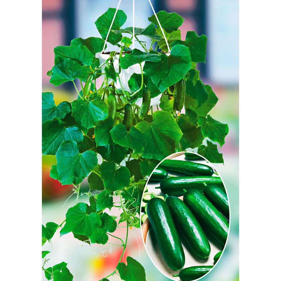 Snackgurke, Topf Ø 12 cm ^ Plantiflor Hot