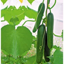 Snackgurke, Topf Ø 12 cm ^ Plantiflor Hot