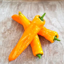 Snackpaprika plastikfrei Topf 12 cm ^ Plantiflor Online