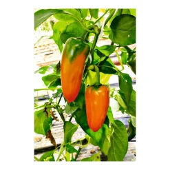 Snackpaprika plastikfrei Topf 12 cm ^ Plantiflor Online