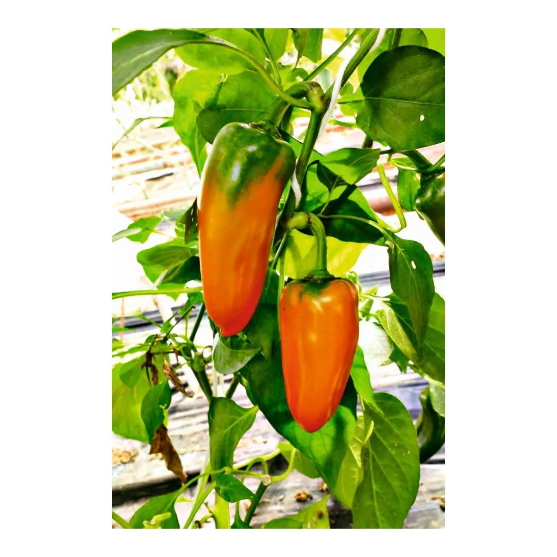 Snackpaprika plastikfrei Topf 12 cm ^ Plantiflor Online