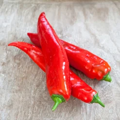 Snackpaprika plastikfrei Topf 12 cm ^ Plantiflor Online
