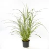 Solitär-Gräser Topf Durchmesser 23 cm ^ Plantiflor