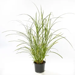 Solitär-Gräser Topf Durchmesser 23 cm ^ Plantiflor