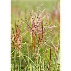 Solitär-Gräser Topf Durchmesser 23 cm ^ Plantiflor